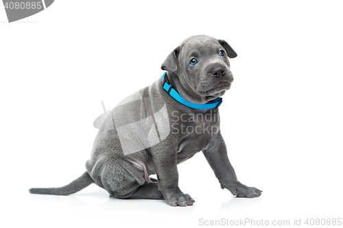 Image of Thai ridgeback puppy isolated on white