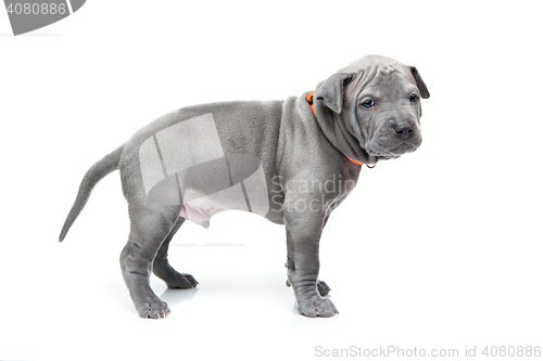 Image of Thai ridgeback puppy isolated on white