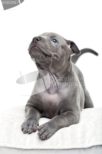 Image of Thai ridgeback puppy isolated on white