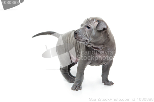 Image of Thai ridgeback puppy isolated on white