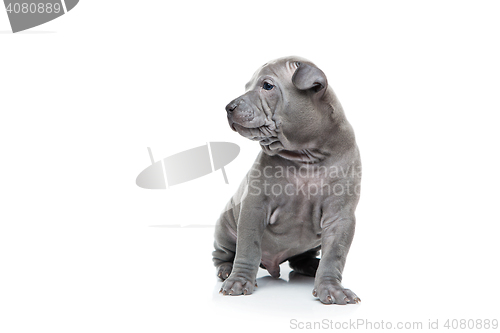 Image of Thai ridgeback puppy isolated on white