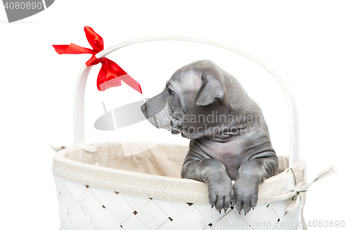 Image of Thai ridgeback puppy in basket isolated on white