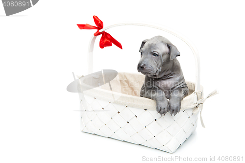 Image of Thai ridgeback puppy in basket isolated on white