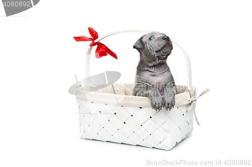 Image of Thai ridgeback puppy in basket isolated on white