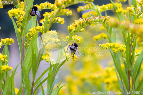 Image of Humblebee on yellow flower