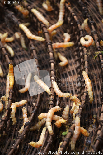 Image of Silkworms in silk farm, Siem Reap