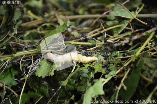 Image of Silkworms in silk farm, Siem Reap