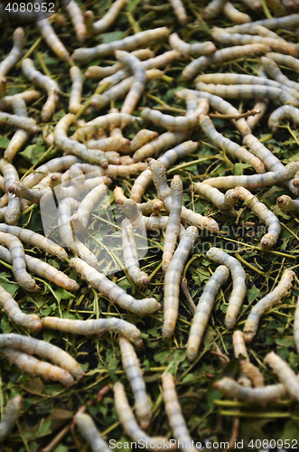 Image of Silkworms in silk farm, Siem Reap