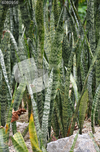 Image of Leaves surface texture of snake plant