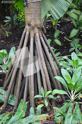 Image of Seychelles stilt palm