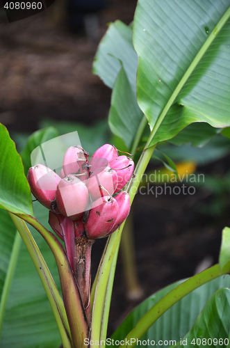 Image of Musa Velutina banana tree