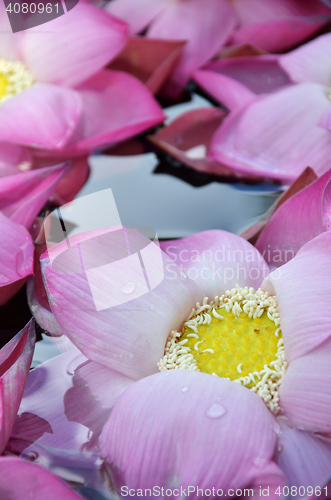 Image of Blossom lotus flowers in water pond