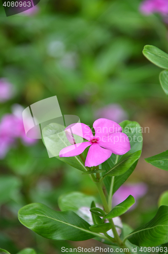 Image of Beautiful pink vinca flowers