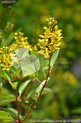 Image of Thryallis are blooming with little golden flower