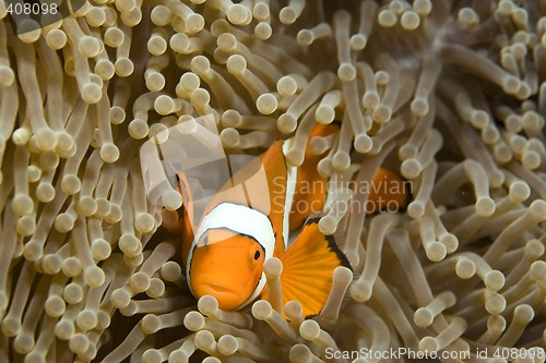 Image of Clown Fish