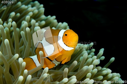 Image of Clown Fish