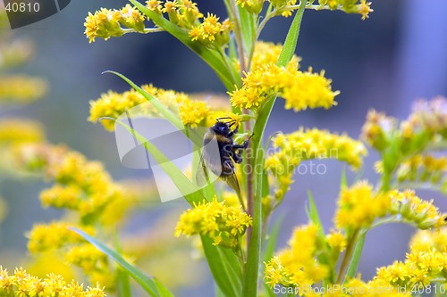 Image of Humblebee on yellow flower