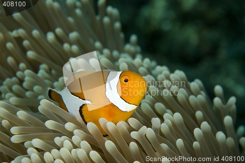 Image of Clown Fish