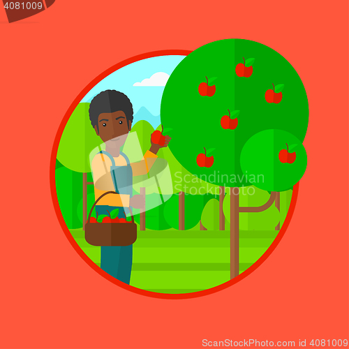 Image of Farmer collecting apples vector illustration.