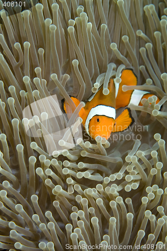 Image of Clown Fish