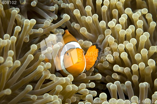 Image of Clown Fish