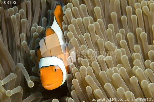 Image of Clown Fish