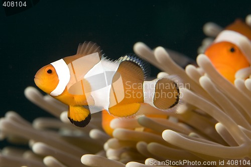 Image of Clown Fish