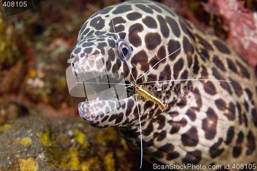 Image of Cleaner Shrimp with Moray Eel