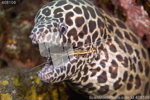 Image of Cleaner Shrimp with Moray Eel