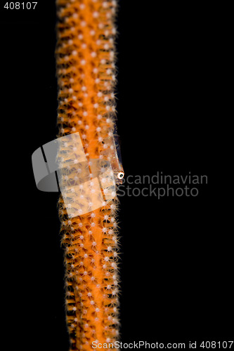 Image of Goby on sea Whip