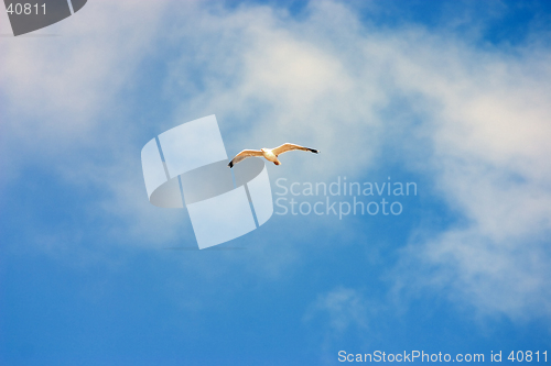 Image of Flying seagull