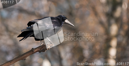 Image of Crow