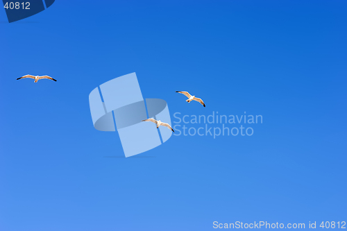 Image of Flying seagulls