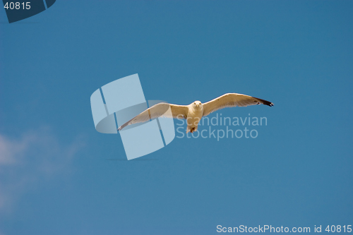 Image of Flying seagull