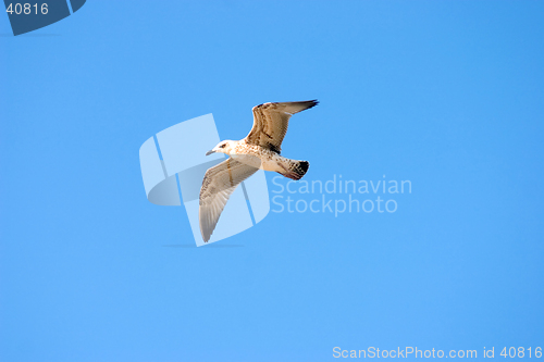 Image of Flying seagull