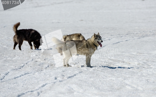 Image of Siberian Husky in snow