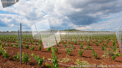 Image of Large field of grapes