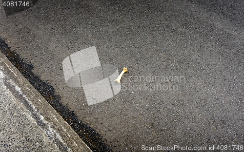 Image of Bone on pavement