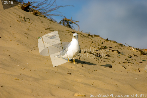 Image of Seagull on the beach