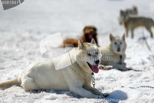 Image of Siberian Husky in snow