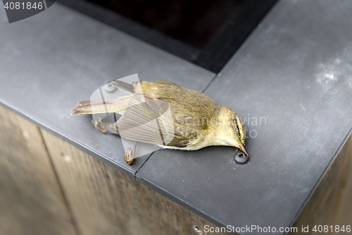Image of Close-up of a deceased yellow bird