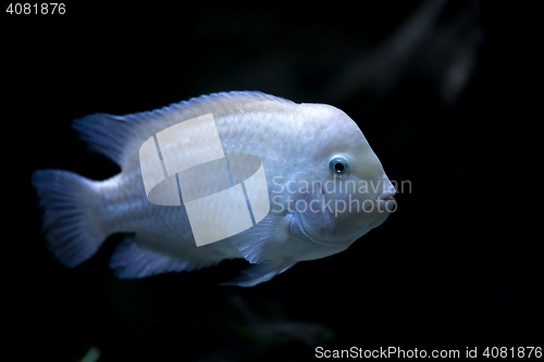 Image of Colorful tropical fish