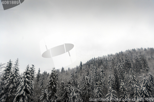 Image of Snowy fir trees