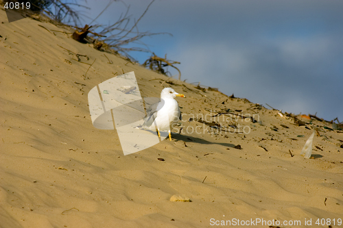 Image of Seagull on the beach