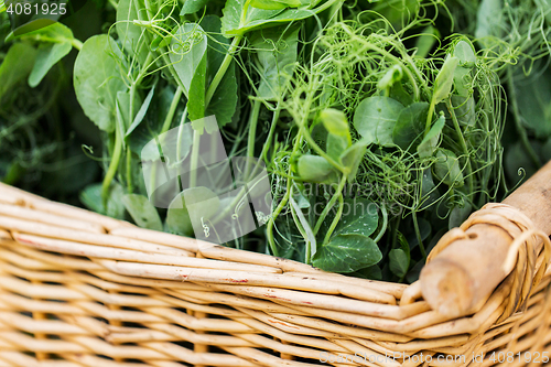 Image of close up of pea or bean seedling in wicker basket
