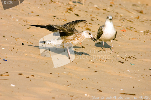 Image of Seagull on the beach