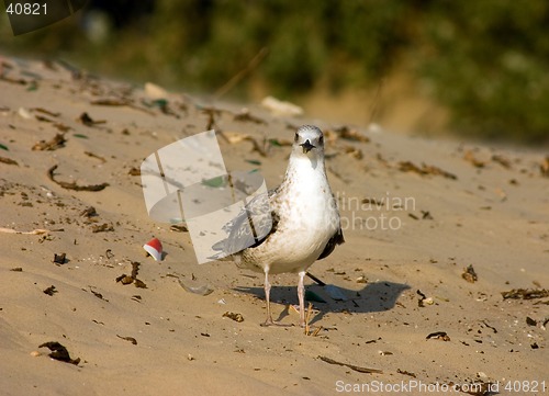 Image of Seagull on the beach