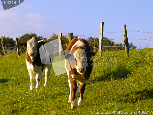 Image of calves