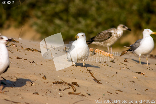 Image of Seagull on the beach