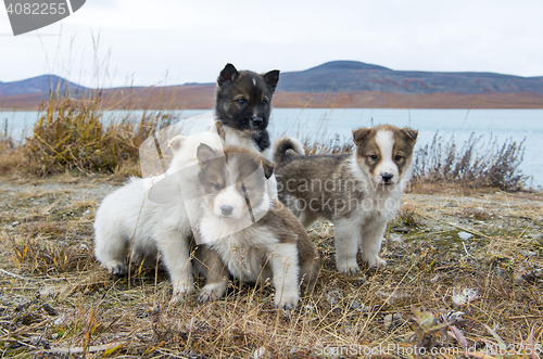 Image of Husky puppies Greenland hill.